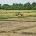 Gobi, Erode, India IMG_0765